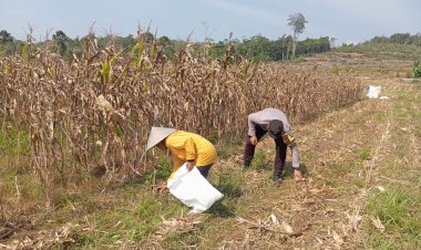 Panen Jagung Tahap Ketiga Sukses, Briptu Rizki Adrian Terus Berikan Pendampingan