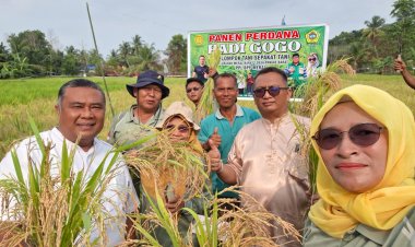 Padi Gogo Inpari 34 Berhasil Dipanen di Karimun, Bukti Sawah Tak Lagi Jadi Mimpi