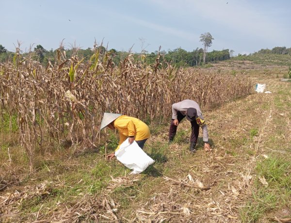 Panen Jagung Tahap Ketiga Sukses, Briptu Rizki Adrian Terus Berikan Pendampingan