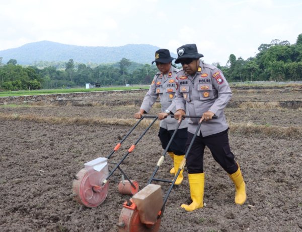 Polres Lingga Dorong Produktivitas Pertanian melalui Penanaman Jagung Pipil di Lahan 3,5 Hektare