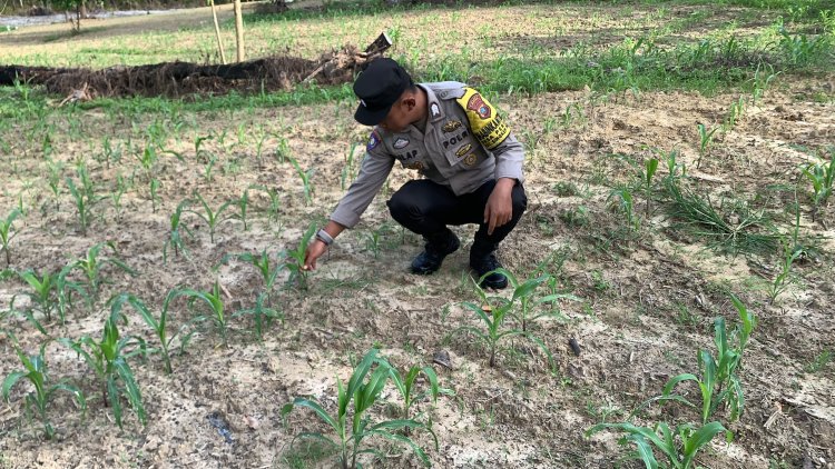 Dukung Program Ketahanan Pangan Nasional, Brigadir Steven Silap, S.H., Monitoring Perkembangan Lahan Jagung Warga