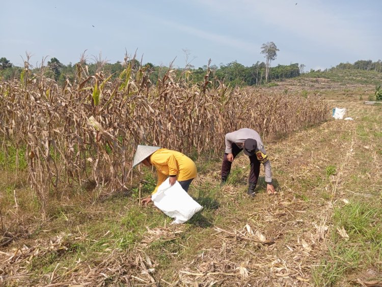 Panen Jagung Tahap Ketiga Sukses, Briptu Rizki Adrian Terus Berikan Pendampingan