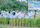 PERPADI Kepri Tinjau Panen Padi Gogo di Karimun, Dorong Penguatan Produksi Beras Lokal