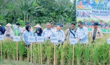 PERPADI Kepri Tinjau Panen Padi Gogo di Karimun, Dorong Penguatan Produksi Beras Lokal