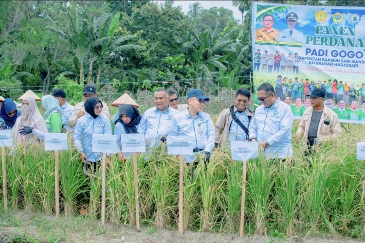 PERPADI Kepri Tinjau Panen Padi Gogo di Karimun, Dorong Penguatan Produksi Beras Lokal