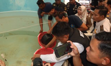 Bareskrim Polri Bongkar Dugaan Penyelundupan Benih Lobster ke Vietnam, 73.477 Ekor Diselamatkan untuk Budidaya di Batam