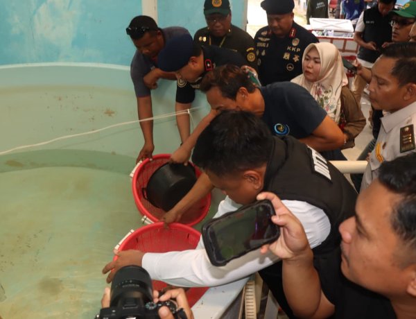 Bareskrim Polri Bongkar Dugaan Penyelundupan Benih Lobster ke Vietnam, 73.477 Ekor Diselamatkan untuk Budidaya di Batam