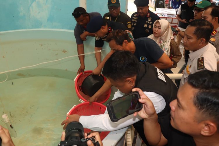 Bareskrim Polri Bongkar Dugaan Penyelundupan Benih Lobster ke Vietnam, 73.477 Ekor Diselamatkan untuk Budidaya di Batam